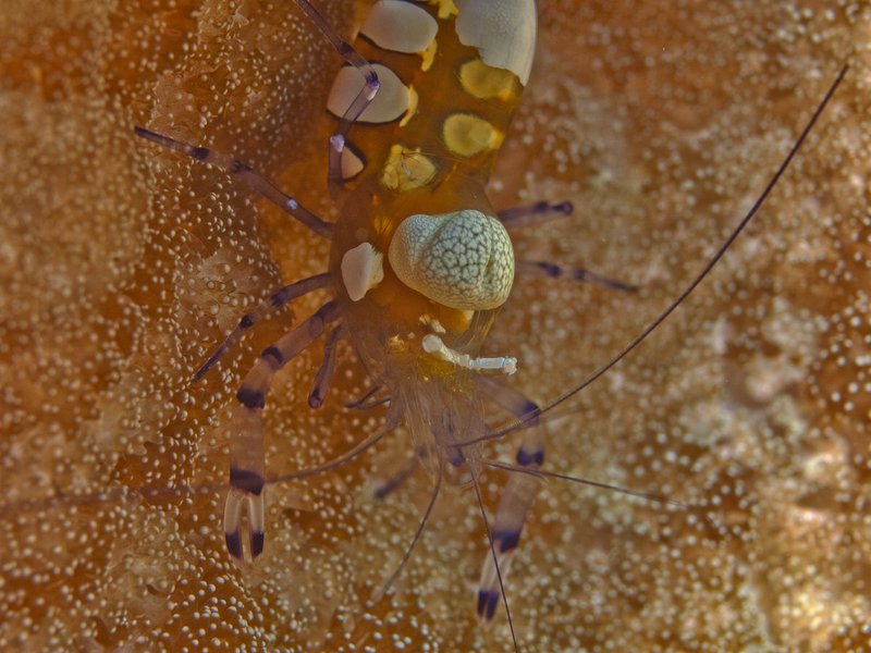 Shrimp, Frogfish Point